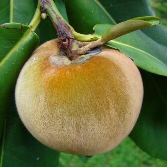 Velvet apple (Diospyros blancoi)