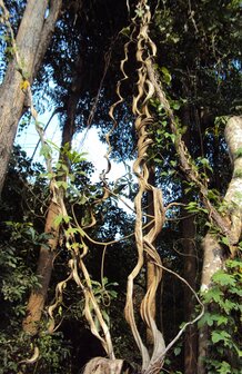 Climbing Orchid Tree (Lasiobema scandens)