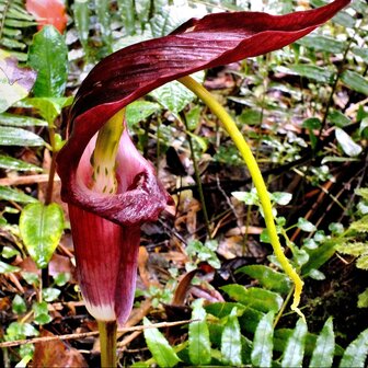 Tropical Cobra lily (Arisaema filiforme)