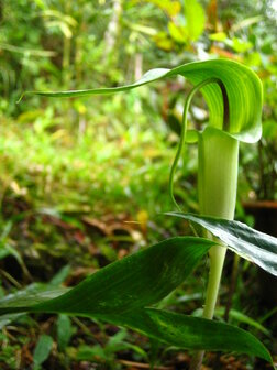 Tropical Cobra lily (Arisaema filiforme)