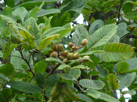 Kusum Tree (Schleichera oleosa)