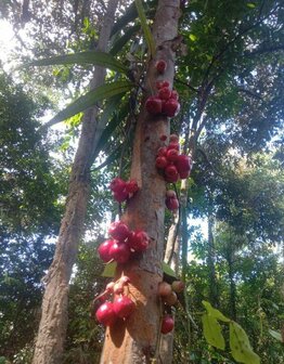Syzygium (Syzygium sp. 'Sulawesi')