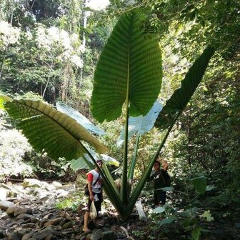 Borneo Giant (Alocasia robusta)