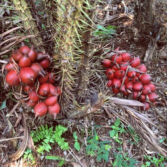 Red Snakefruit (Salacca affinis)