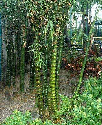 Buddha's Belly Bamboo (Bambusa ventricosa)