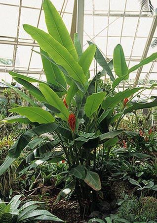 Scarlet Banana (Musa coccinea)