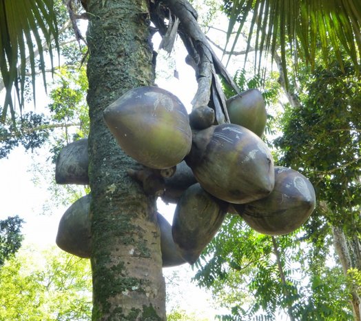 Coco de Mer (Lodoiceae maldivica)