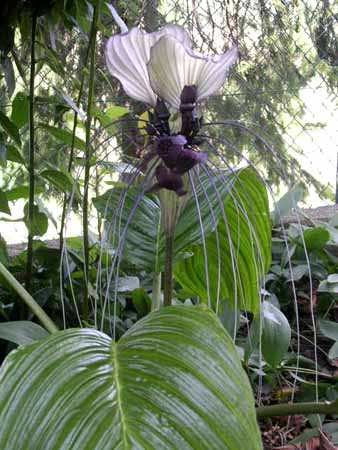 White Batflower (Tacca integrifolia)