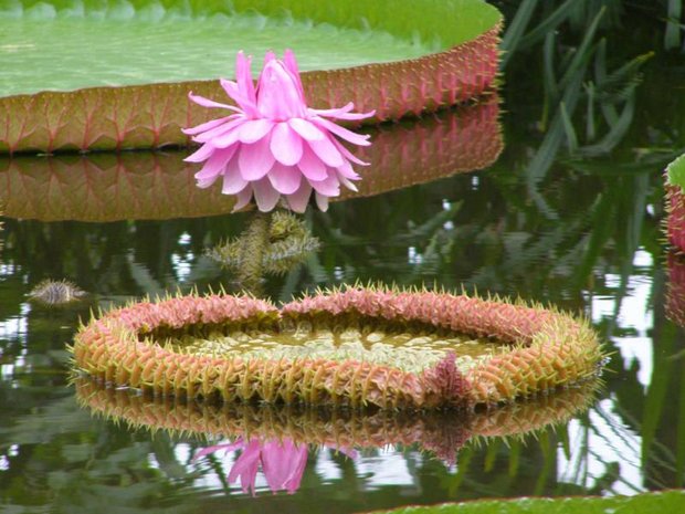 Victoria Water Lily (Victoria amazonica)