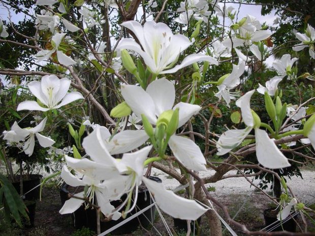 White orchid tree (Bauhinia variegata 'candida')
