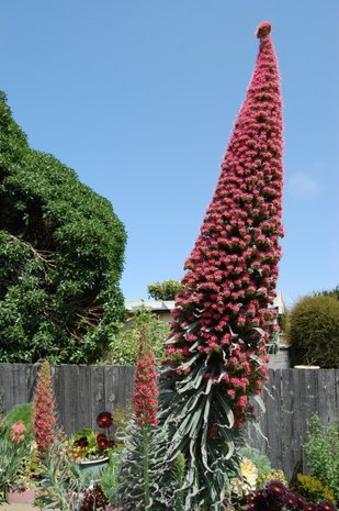 Tower of Jewels (Echium wildpretii)