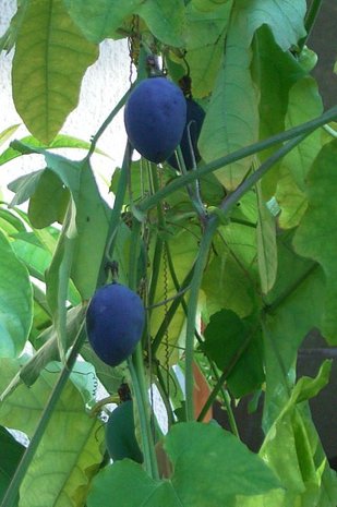 Woodland Passionflower (Passiflora morifolia)