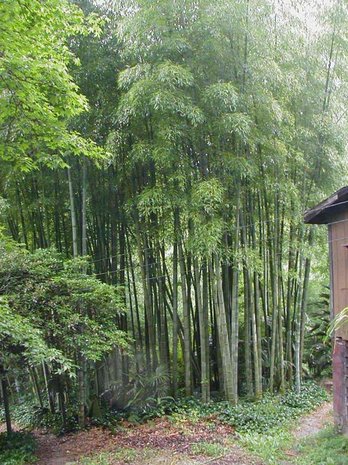 Moso Bamboo (Phyllostachys edulis)