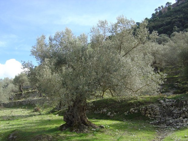 European Olive (Olea europaea)