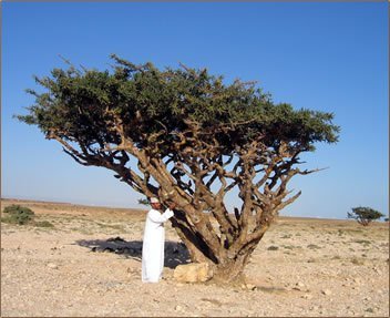 Frankincense Tree (Boswellia sacra)