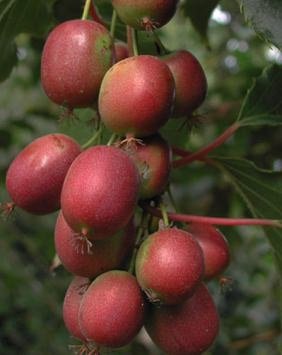 Red Kiwi (Actinidia purpurea)
