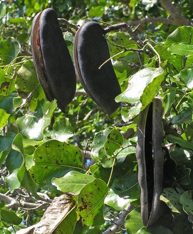 Pod Mahogany (Afzelia quanzensis)