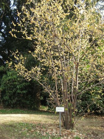 Wintersweet (Chimonanthus praecox)