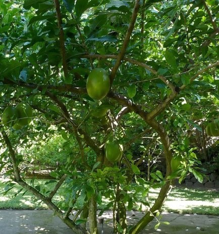 Calabash Tree (Crescentia cujete)