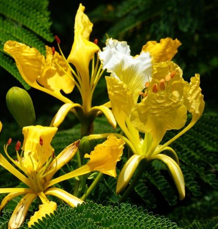 Yellow Flamboyant (Delonix regia var. flavida)