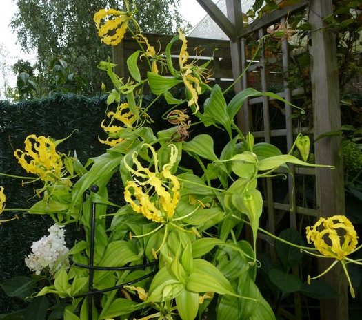 Yellow Gloriosa Lily (Gloriosa lutea)