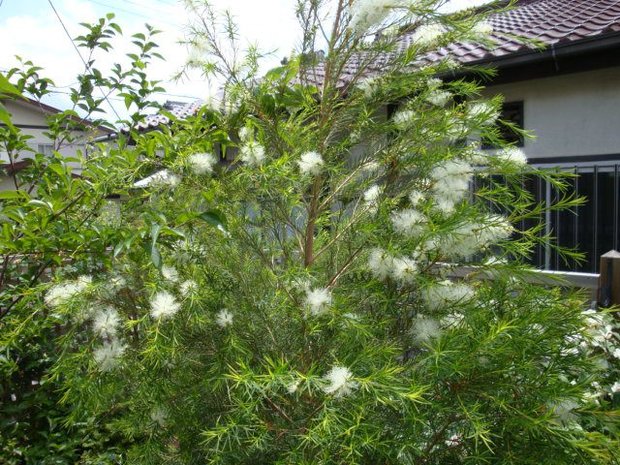 Tea Tree (Melaleuca alternifolia)