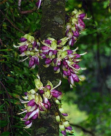 Saba Ling (Mucuna macrocarpa)