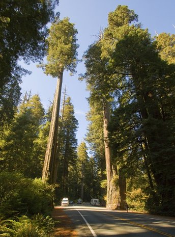 Coastal Redwood (Sequoia sempervirens)