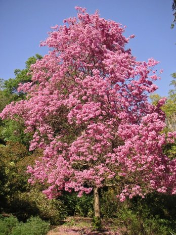 Pink Ipê (Handroanthus impetiginosus)