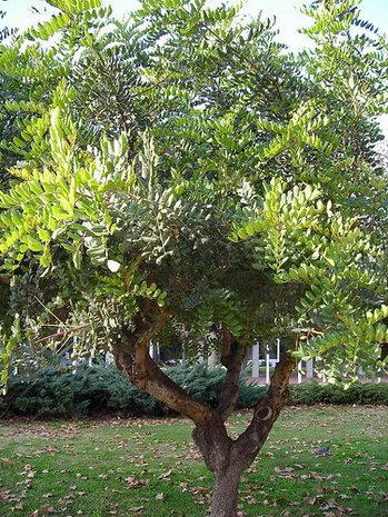 Carob Tree (Ceratonia siliqua)