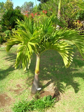 Manila Palm (Veitchia merrillii)