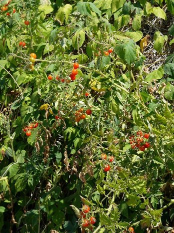 Currant Tomato (Solanum pimpinellifolium)