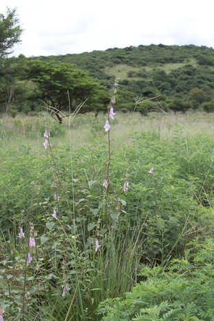South African Foxglove (Ceratotheca triloba)