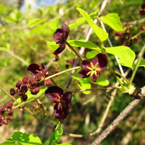 Threeleaf Akebia (Akebia trifoliata)
