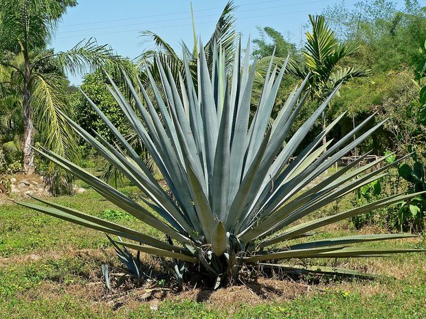 Tequila Agave (Agave tequilana)