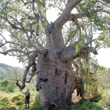 Australian Baobab (Adansonia gregorii)