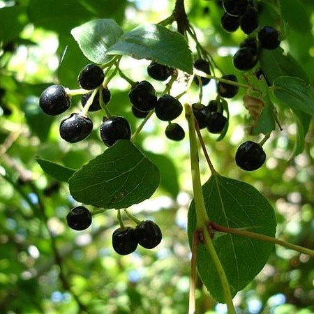 Maqui Berry graines Aristotelia chilensis 250 graines 