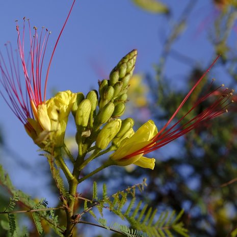 Desert Bird of Paradise (Caesalpinia gilliesii)