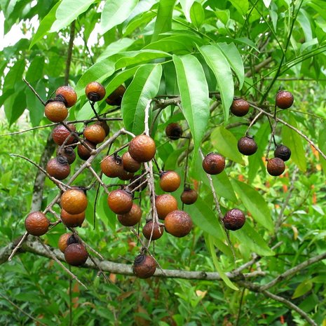 Soapberry (Sapindus saponaria)