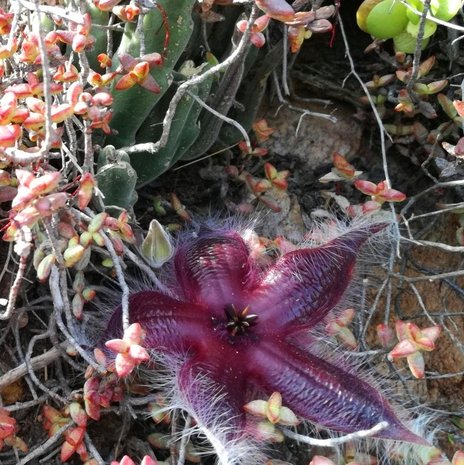 Carrion Flower (Stapelia hirsuta)