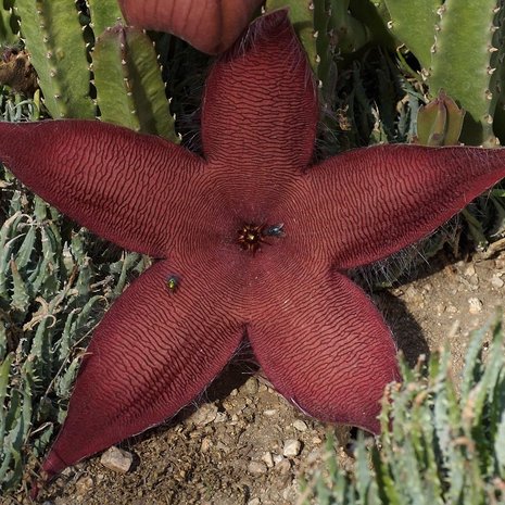 Giant Carrion Flower (Stapelia grandiflora)
