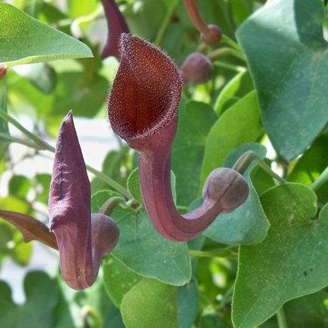 Andalusian Dutchman's Pipe (Aristolochia baetica)