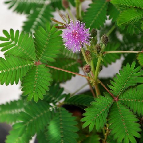 Touch-me-not Plant (Mimosa pudica)