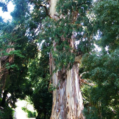 Manna Gum (Eucalyptus viminalis)