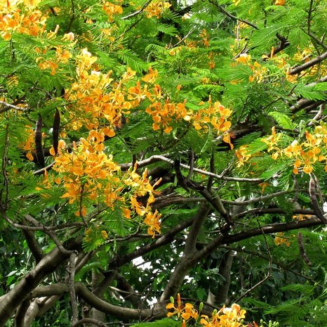 Yellow Flamboyant (Delonix regia var. flavida)