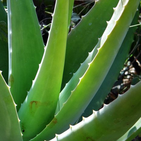 Aloe vera (Aloe vera)