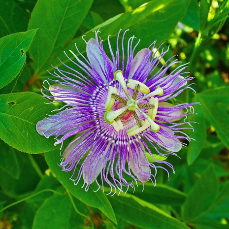 Maypop Passionflower (Passiflora incarnata)