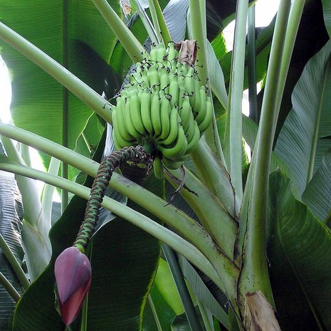 Sweet Wild Banana (Musa balbisiana)