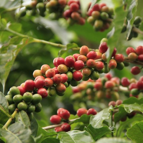 Arabica Coffee (Coffea arabica)