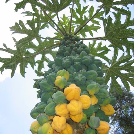 Mountain Papaya (Carica pubescens)